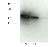 SOD1 aa 24-39 | superoxide dismutase 1, soluble (clone number 6D4,G9,C3,2) in the group Antibodies Human Research / Oxidative stress at Agrisera AB (Antibodies for research) (AS13 2643)